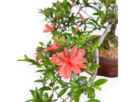 Azalea bonsai 28 cm | Pot de culture en grès