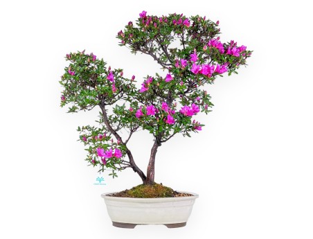 Azalee Bonsai 70 cm | Cremefarbener ovaler Topf