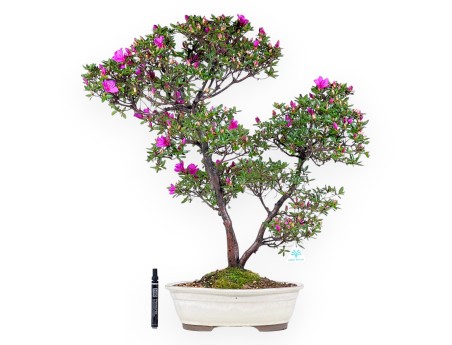 Azalee Bonsai 70 cm | Cremefarbener ovaler Topf
