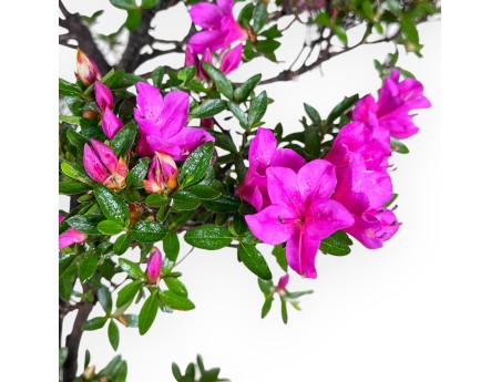 Azalea bonsái 70 cm | Maceta ovalada color crema