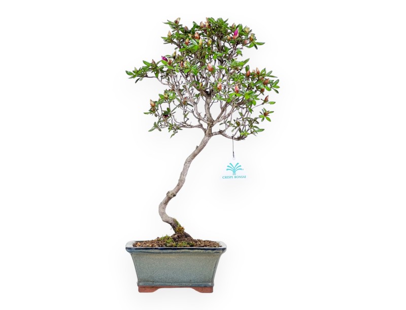 Bonsai di Azalea da 44 cm | Vaso rettangolare grigio-verde