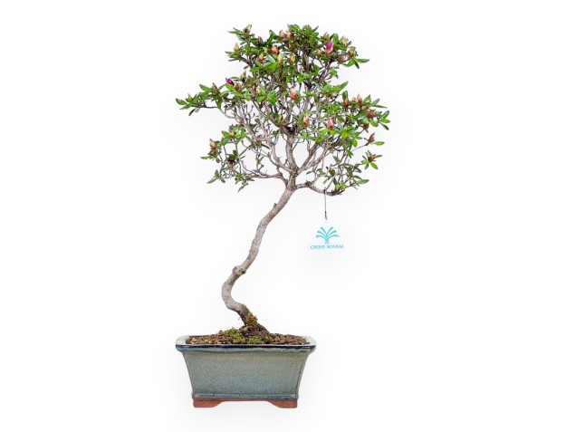Azalea bonsai 47 cm | Pot rectangulaire gris-vert