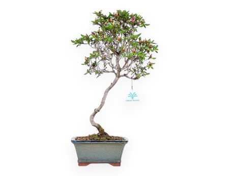 Bonsai di Azalea da 47 cm | Vaso rettangolare grigio-verde