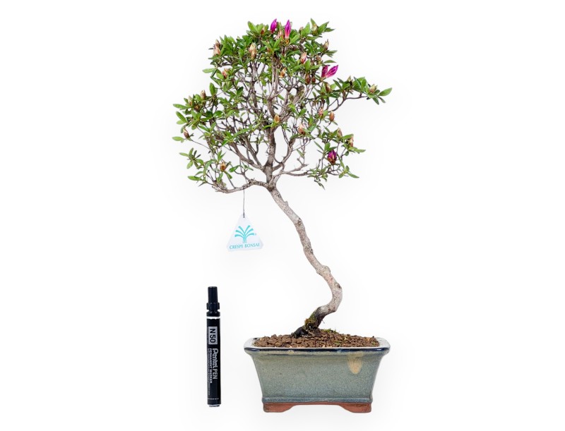 Bonsai di Azalea da 47 cm | Vaso rettangolare grigio-verde