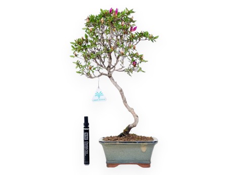 Azalea bonsai 47 cm | Pot rectangulaire gris-vert