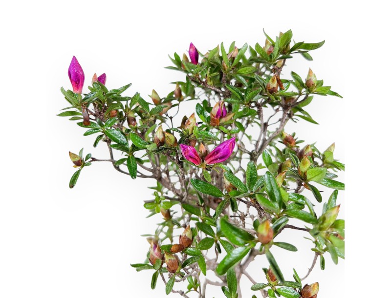 Bonsai di Azalea da 47 cm | Vaso rettangolare grigio-verde