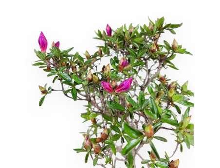 Azalea bonsai 47 cm | Pot rectangulaire gris-vert