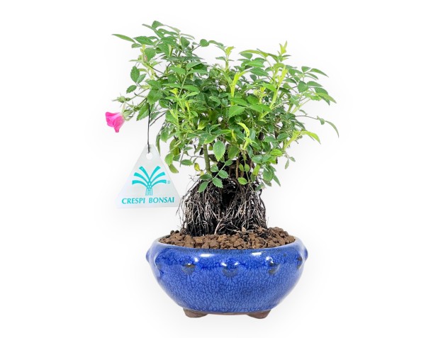 Bonsaï rose 20 cm - Pot rond en grès