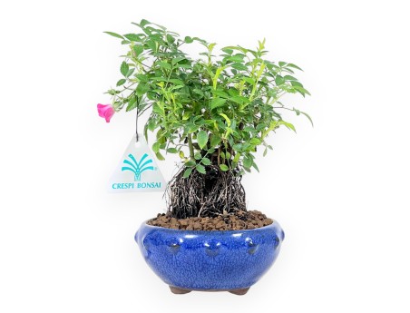 20 cm Roos Bonsai | Ronde aardewerk pot