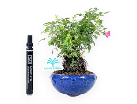 Bonsaï rose 20 cm - Pot rond en grès