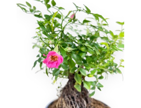 20 cm Roos Bonsai | Ronde aardewerk pot