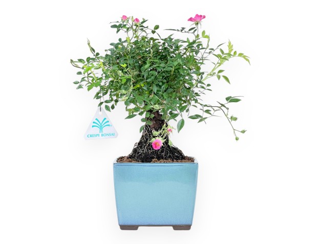 Bonsaï rose de 28 cm | pot carré en grès