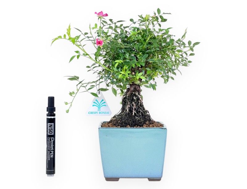 Bonsaï rose de 28 cm | pot carré en grès