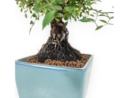 28 cm roos bonsai | vierkante steengoed pot