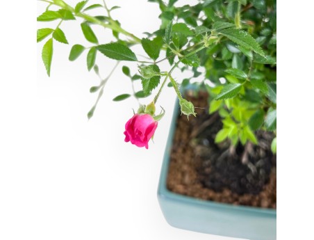 Bonsaï rose de 28 cm | pot carré en grès