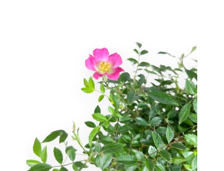 Bonsaï rose de 28 cm | pot carré en grès