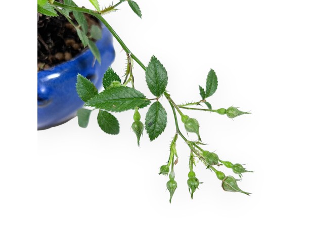 22 cm Roos Bonsai | Ronde aardewerk pot 2