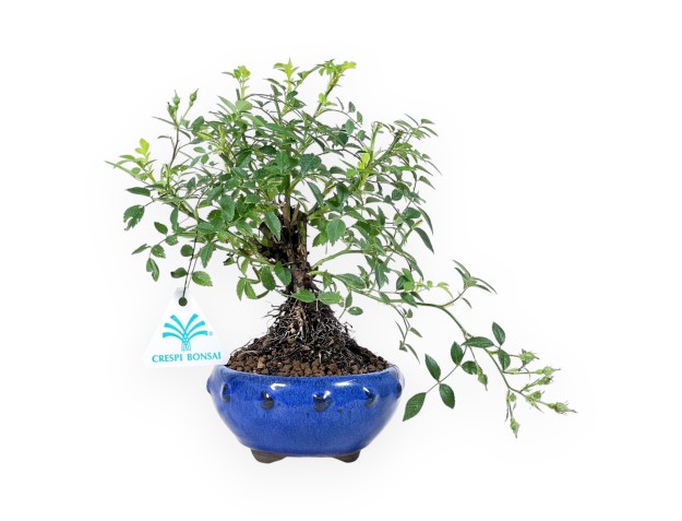 22 cm Roos Bonsai | Ronde aardewerk pot