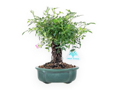 23 cm rozenbonsai | steengoed wolkenvaas