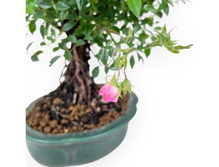 Bonzaï rose 23 cm | vase nuage en grès