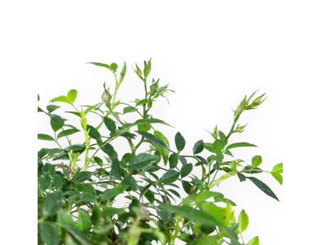 23 cm rozenbonsai | steengoed wolkenvaas