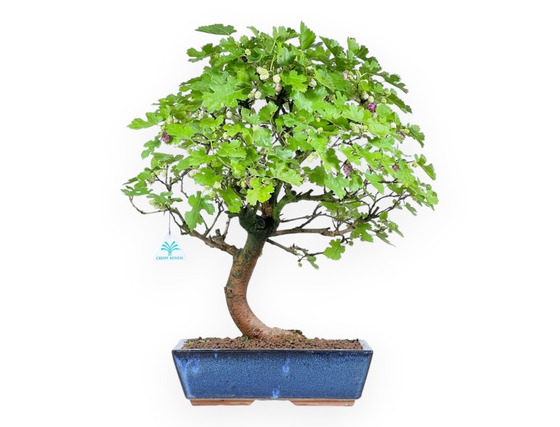 Morus bonsai 52 cm | Rechthoekige blauwe pot