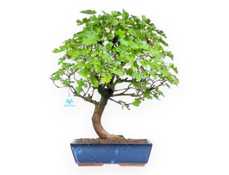 Morus bonsai 52 cm | Rechthoekige blauwe pot