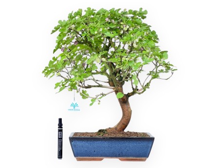 Morus bonsai 52 cm | Rechthoekige blauwe pot