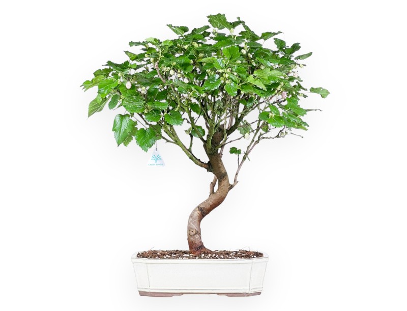 Bonsai di Morus da 64 cm | Vaso rettangolare crema