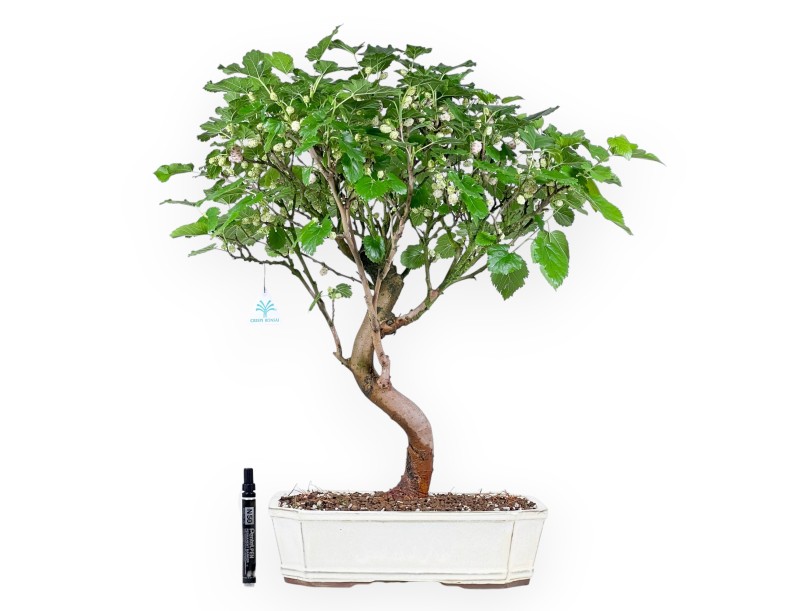 Bonsai van Morus van 64 cm | Rechthoekige crème pot
