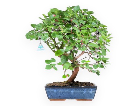 Bonsai of Morus of 52 cm | Rectangular blue pot
