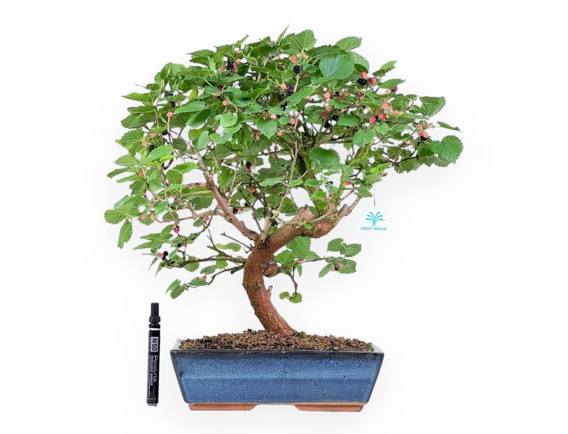 Morus bonsai 52 cm | Rechthoekige blauw pot