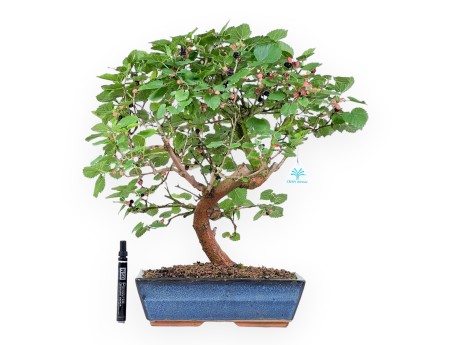 Bonsaï de Morus de 52 cm | Pot rectangulaire bleu