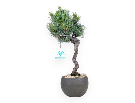 Bonsai di Pinus Pentaphylla da 31 cm| Vaso tondo in grès