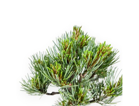 Bonsai of Pinus Pentaphylla 31 cm | Round stoneware pot
