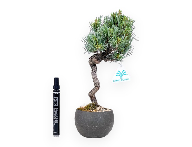 Bonsai di Pinus Pentaphylla da 31 cm| Vaso tondo in grès