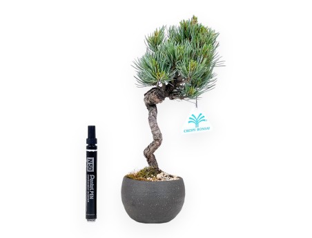 Bonsái de Pinus Pentaphylla 31 cm | Maceta redondo de gres