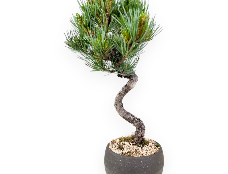 Bonsai van Pinus Pentaphylla 31 cm | Rond ongeglazuurde pot