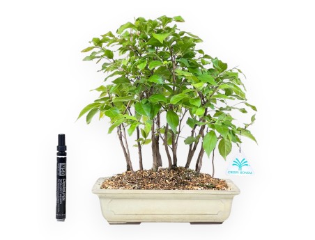 Bonsái de Stewarthia de 33 cm | Maceta rectangular crema