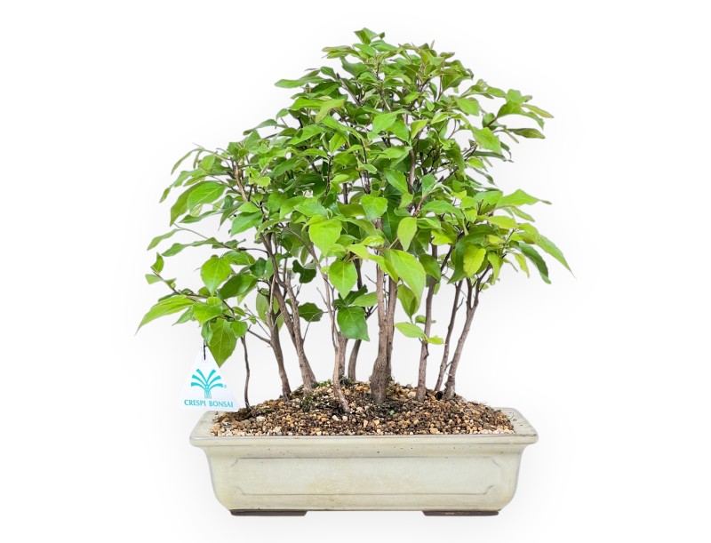 Bonsái de Stewarthia de 33 cm | Maceta rectangular crema