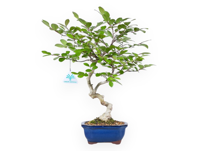 Bonsái de Lagerstroemia de 40 cm | Maceta rectangular azul