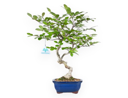Bonsaï de Lagerstroemia de 40 cm | Pot rectangulaire bleu