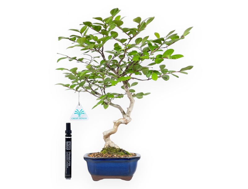 Bonsaï de Lagerstroemia de 40 cm | Pot rectangulaire bleu