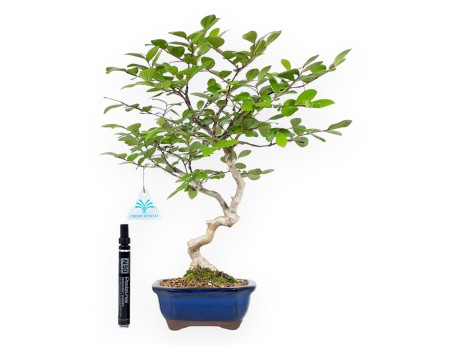 Bonsaï de Lagerstroemia de 40 cm | Pot rectangulaire bleu