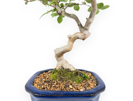 Bonsái de Lagerstroemia de 40 cm | Maceta rectangular azul