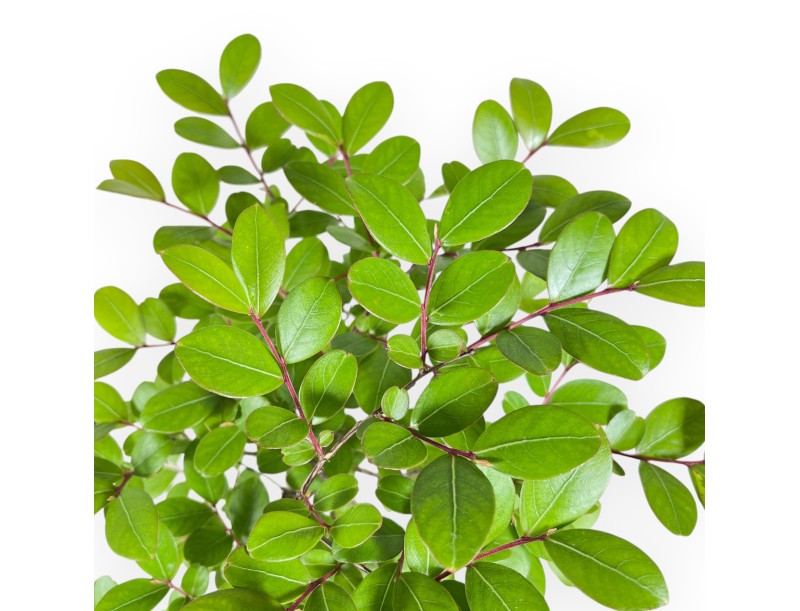 Bonsái de Lagerstroemia de 40 cm | Maceta rectangular azul
