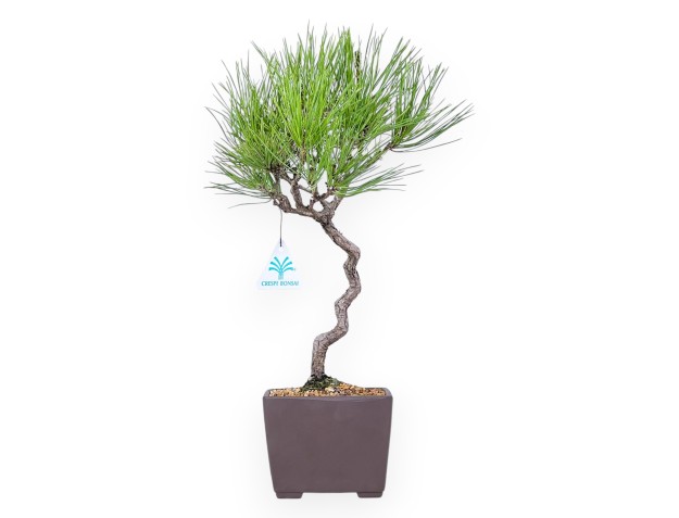 Bonsai of Pinus thunbergii of 42 cm | Square stoneware pot