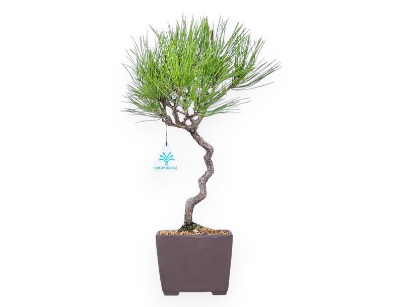 Bonsai of Pinus thunbergii of 42 cm | Square stoneware pot