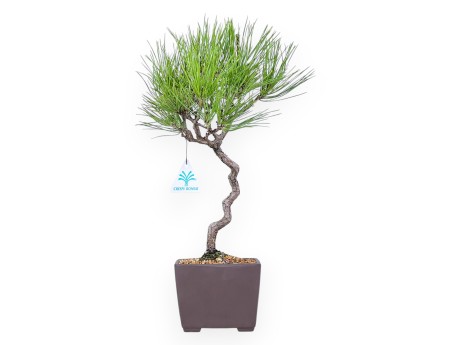 Bonsai von Pinus thunbergii 42 cm| Quadratisch Steingut Topf