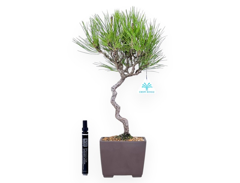 Bonsai of Pinus thunbergii of 42 cm | Square stoneware pot